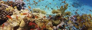 Healthy-Beautiful-Coral-Reef-