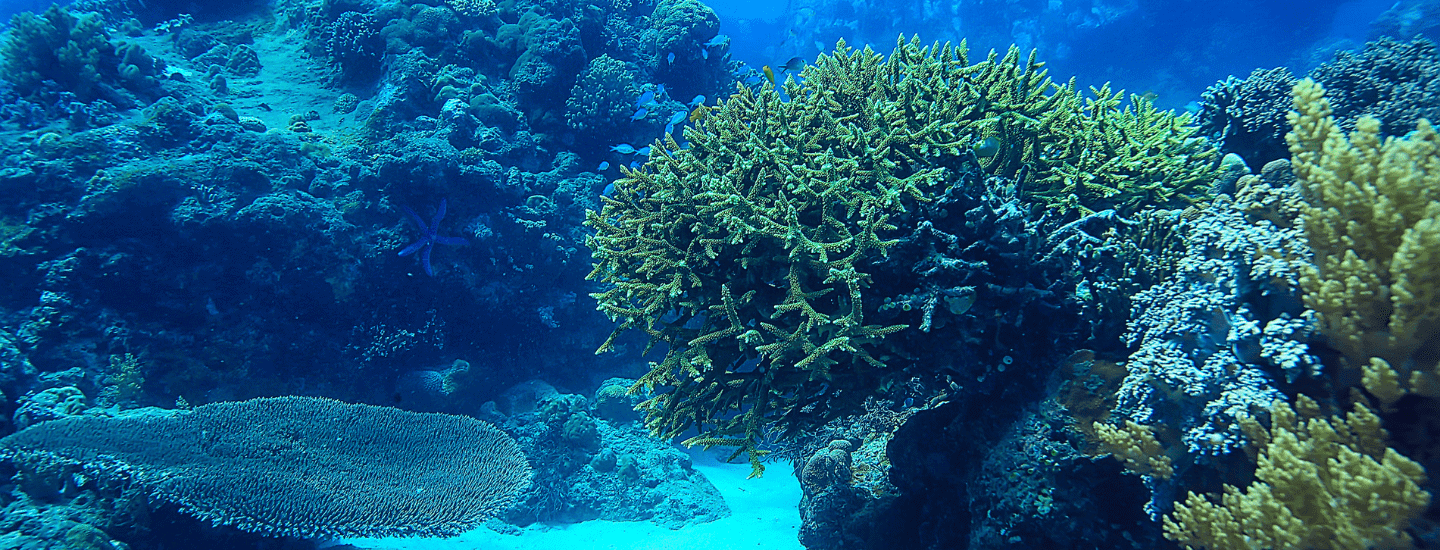 World Oceans Day Ecosystem Image