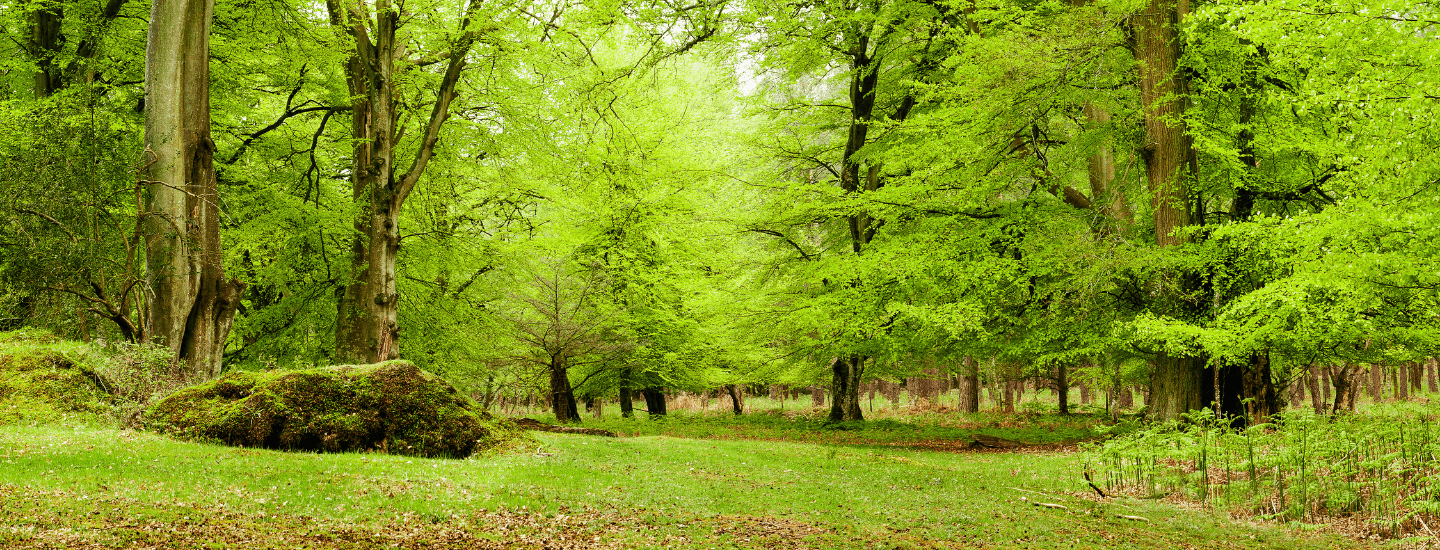 Landscape image from within the New Forest
