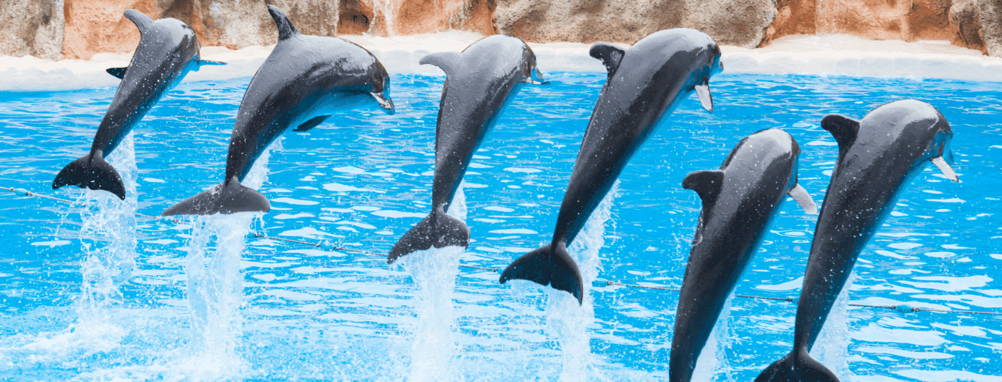 World Ocean's Day Marine life Image