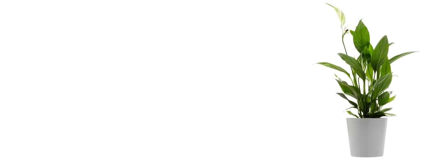Peace lily