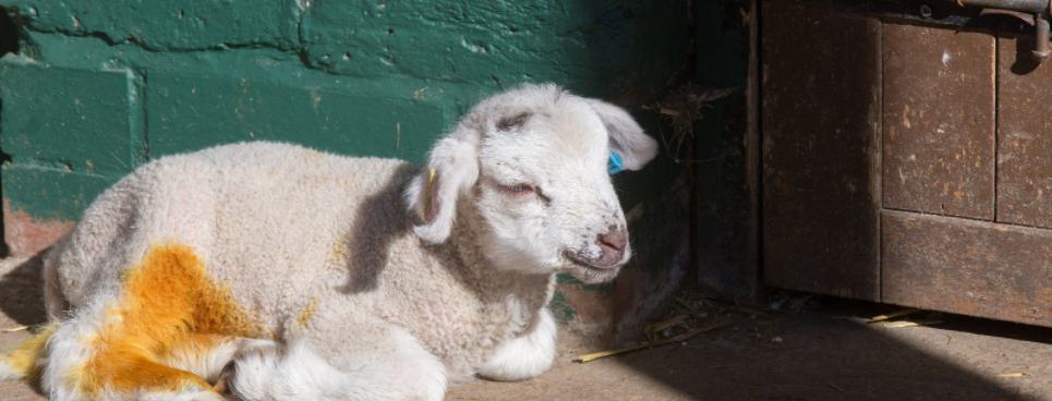 Stonebridge City Farm - Nottingham