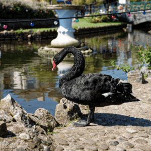 Things to do in Exeter - black swans
