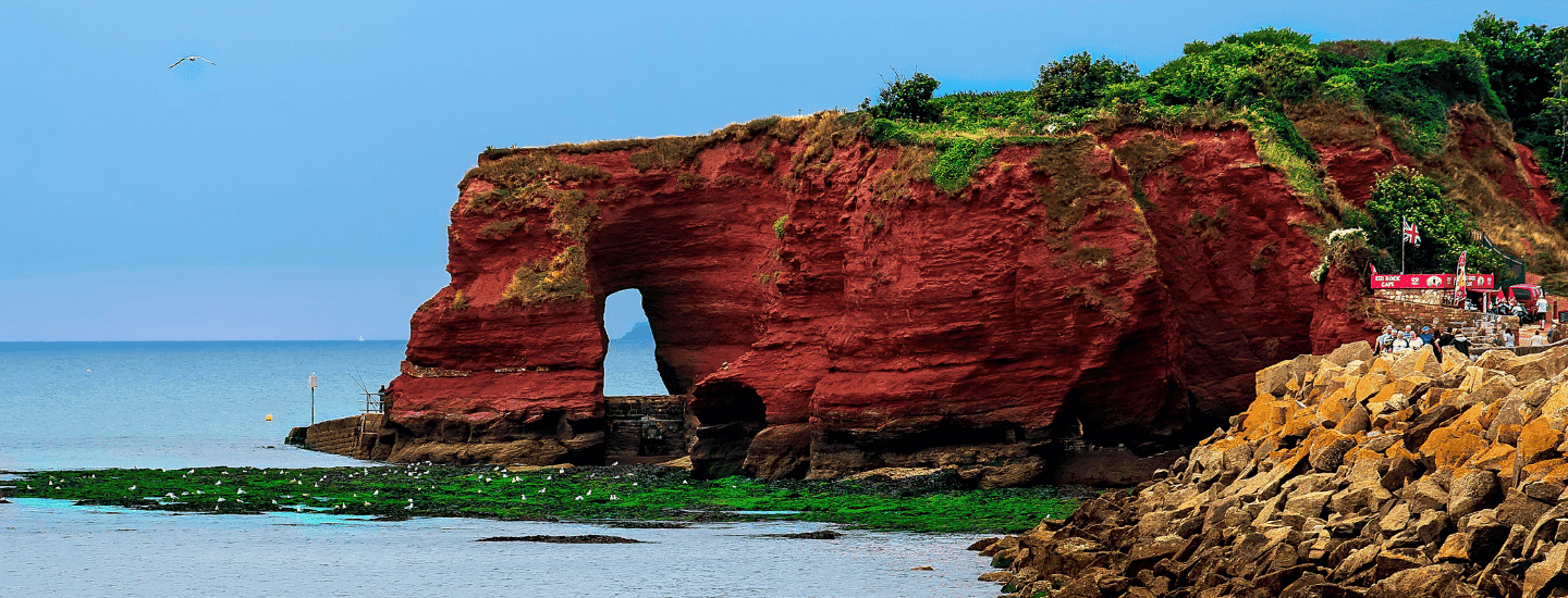 black swans - dawlish