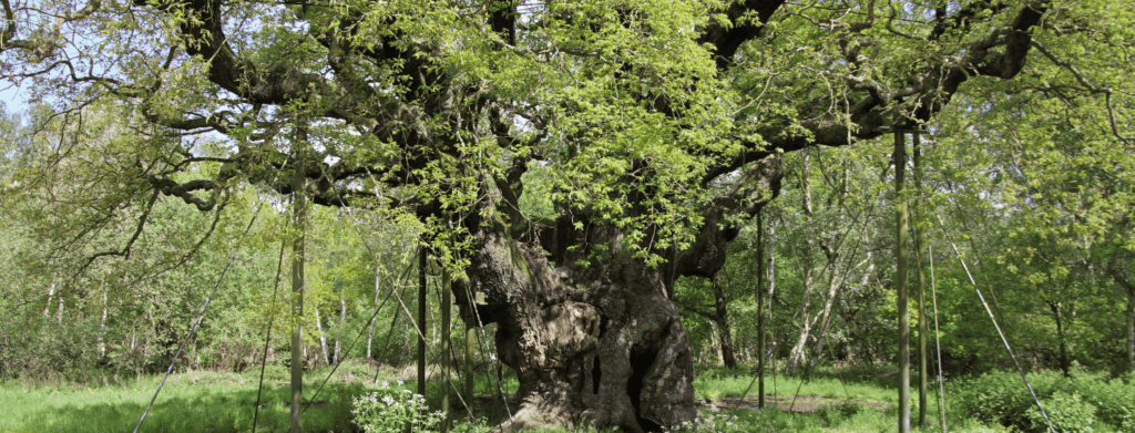 the major oak and the sherwood forest